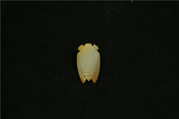 八刀蝉